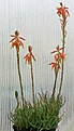 Нажмите на изображение для увеличения.

Название:	Aloe_humilis_IMG_3994.jpg
Просмотров:	317
Размер:	112.8 Кб
ID:	306234
