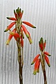 Нажмите на изображение для увеличения.

Название:	Aloe_humilis_IMG_3998.jpg
Просмотров:	310
Размер:	76.6 Кб
ID:	306235