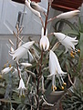 Нажмите на изображение для увеличения.

Название:	aloe_albiflora1.jpg
Просмотров:	307
Размер:	63.0 Кб
ID:	306238