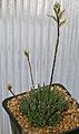 Нажмите на изображение для увеличения.

Название:	Haworthia_herbacea_IB13998_IMG_4126.jpg
Просмотров:	264
Размер:	101.6 Кб
ID:	306247