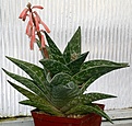 Нажмите на изображение для увеличения.

Название:	Aloe_sp_IMG_4132.jpg
Просмотров:	245
Размер:	159.5 Кб
ID:	306248