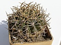 Нажмите на изображение для увеличения.

Название:	Horridocactus horridus_9.021.JPG
Просмотров:	286
Размер:	144.9 Кб
ID:	306250