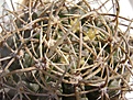 Нажмите на изображение для увеличения.

Название:	Horridocactus horridus_9.02.JPG
Просмотров:	305
Размер:	141.8 Кб
ID:	306251