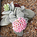 Нажмите на изображение для увеличения.

Название:	Crassula_Morgan_Beauty.jpg
Просмотров:	267
Размер:	136.6 Кб
ID:	306255