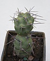 Нажмите на изображение для увеличения.

Название:	Tephrocactus geometricus JS230.JPG
Просмотров:	286
Размер:	187.1 Кб
ID:	306282