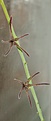 Нажмите на изображение для увеличения.

Название:	Caralluma_arachnoidea_0.JPG
Просмотров:	737
Размер:	66.6 Кб
ID:	306300