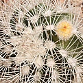 Нажмите на изображение для увеличения.

Название:	Echinocereus-baleii.jpg
Просмотров:	109
Размер:	97.0 Кб
ID:	306325