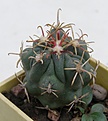 Нажмите на изображение для увеличения.

Название:	Glandulicactus mathsonii SB1449.JPG
Просмотров:	103
Размер:	157.8 Кб
ID:	306328
