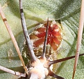 Нажмите на изображение для увеличения.

Название:	Echinocereu-mojavensis.jpg
Просмотров:	178
Размер:	59.6 Кб
ID:	306337