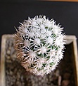 Нажмите на изображение для увеличения.

Название:	Mammillaria gracilis mutanta5.JPG
Просмотров:	125
Размер:	200.3 Кб
ID:	306354