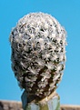Нажмите на изображение для увеличения.

Название:	Mammillaria sanchez-mejorade5.JPG
Просмотров:	121
Размер:	156.0 Кб
ID:	306357