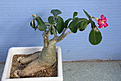 Нажмите на изображение для увеличения.

Название:	Adenium.jpg
Просмотров:	208
Размер:	71.8 Кб
ID:	306359