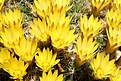 Нажмите на изображение для увеличения.

Название:	mammillaria_sp2.jpg
Просмотров:	225
Размер:	68.8 Кб
ID:	306362