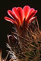 Нажмите на изображение для увеличения.

Название:	coccineus_backlit.jpg
Просмотров:	222
Размер:	42.7 Кб
ID:	306387
