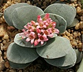 Нажмите на изображение для увеличения.

Название:	Crassula_Morgans-beauty.JPG
Просмотров:	261
Размер:	146.2 Кб
ID:	306450