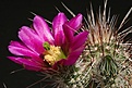 Нажмите на изображение для увеличения.

Название:	echinocereus-apachensis.jpg
Просмотров:	151
Размер:	53.3 Кб
ID:	306464