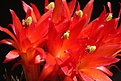 Нажмите на изображение для увеличения.

Название:	matucana_flowers2.jpg
Просмотров:	174
Размер:	39.6 Кб
ID:	306483