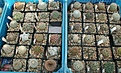Нажмите на изображение для увеличения.

Название:	PICT0088.JPG
Просмотров:	154
Размер:	176.3 Кб
ID:	306515