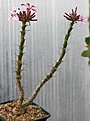 Нажмите на изображение для увеличения.

Название:	Pachypodium_succulentum_IMG_5057.jpg
Просмотров:	234
Размер:	81.8 Кб
ID:	306541