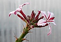 Нажмите на изображение для увеличения.

Название:	Pachypodium_succulentum_IMG_5061.jpg
Просмотров:	227
Размер:	70.8 Кб
ID:	306542