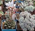 Нажмите на изображение для увеличения.

Название:	Echeveria_purpusorum.jpg
Просмотров:	294
Размер:	99.1 Кб
ID:	306558