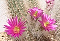 Нажмите на изображение для увеличения.

Название:	Echinocereus-rayonensis.jpg
Просмотров:	159
Размер:	64.4 Кб
ID:	306559