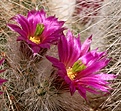 Нажмите на изображение для увеличения.

Название:	Echinocereus-rayonensis2.jpg
Просмотров:	161
Размер:	81.7 Кб
ID:	306560