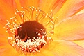 Нажмите на изображение для увеличения.

Название:	Echinopsis_hybrid.jpg
Просмотров:	178
Размер:	43.1 Кб
ID:	306563