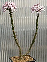 Нажмите на изображение для увеличения.

Название:	Pachypodium_succulentum_IMG_5603.jpg
Просмотров:	202
Размер:	118.9 Кб
ID:	306565