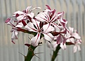 Нажмите на изображение для увеличения.

Название:	Pachypodium_succulentum_IMG_5582.jpg
Просмотров:	208
Размер:	85.7 Кб
ID:	306566