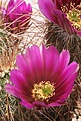 Нажмите на изображение для увеличения.

Название:	echinocereus-engelmannii.jpg
Просмотров:	145
Размер:	57.6 Кб
ID:	306574