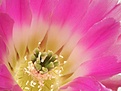 Нажмите на изображение для увеличения.

Название:	echinocereus-pectinatus-coa.jpg
Просмотров:	175
Размер:	27.9 Кб
ID:	306575