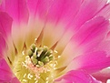 Нажмите на изображение для увеличения.

Название:	echinocereus-pectinatus-coa.jpg
Просмотров:	155
Размер:	27.9 Кб
ID:	306575