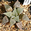 Нажмите на изображение для увеличения.

Название:	Haworthia_acuminata_GM310_IMG_5665.jpg
Просмотров:	187
Размер:	203.6 Кб
ID:	306582