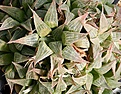 Нажмите на изображение для увеличения.

Название:	Haworthia_acuminata_IMG_5673.jpg
Просмотров:	186
Размер:	169.5 Кб
ID:	306583