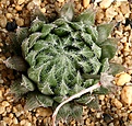 Нажмите на изображение для увеличения.

Название:	Haworthia_cummingii_DMC11214_IMG_5682.jpg
Просмотров:	196
Размер:	208.8 Кб
ID:	306584