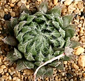 Нажмите на изображение для увеличения.

Название:	Haworthia_cummingii_DMC11214_IMG_5682.jpg
Просмотров:	182
Размер:	208.8 Кб
ID:	306584