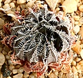 Нажмите на изображение для увеличения.

Название:	Haworthia_herbacea_Ribbokkop_IMG_5627.jpg
Просмотров:	199
Размер:	184.9 Кб
ID:	306585