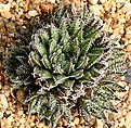 Нажмите на изображение для увеличения.

Название:	Haworthia_herbacea_IMG_5634.jpg
Просмотров:	178
Размер:	229.5 Кб
ID:	306586