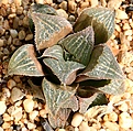Нажмите на изображение для увеличения.

Название:	Haworthia_magnifica_Riverdale_IMG_5651.jpg
Просмотров:	210
Размер:	193.1 Кб
ID:	306587