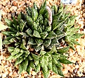 Нажмите на изображение для увеличения.

Название:	Haworthia_magnifica_v_meiringii_IMG_5655.jpg
Просмотров:	181
Размер:	191.8 Кб
ID:	306588