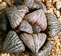 Нажмите на изображение для увеличения.

Название:	Haworthia_magnifica_v_splendens_GM452_IMG_5670.jpg
Просмотров:	198
Размер:	167.4 Кб
ID:	306589