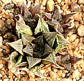 Нажмите на изображение для увеличения.

Название:	Haworthia_mirabilis_v_paradoxa_VA5747_IMG_5647.jpg
Просмотров:	275
Размер:	215.3 Кб
ID:	306590