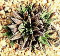 Нажмите на изображение для увеличения.

Название:	Haworthia_modesta_JDV86-68_IMG_5618.jpg
Просмотров:	202
Размер:	184.2 Кб
ID:	306591
