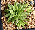 Нажмите на изображение для увеличения.

Название:	Haworthia_oxygona_JDV90-28_IMG_5638.jpg
Просмотров:	191
Размер:	192.7 Кб
ID:	306592