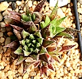 Нажмите на изображение для увеличения.

Название:	Haworthia_petrophila_JDV86-67_IMG_5623.jpg
Просмотров:	203
Размер:	166.2 Кб
ID:	306593