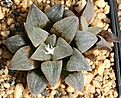 Нажмите на изображение для увеличения.

Название:	Haworthia_pygmaea_IMG_5661.jpg
Просмотров:	184
Размер:	164.4 Кб
ID:	306594