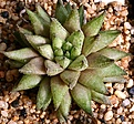 Нажмите на изображение для увеличения.

Название:	Haworthia_reticulata_JDV86-49_IMG_5643.jpg
Просмотров:	183
Размер:	175.3 Кб
ID:	306595