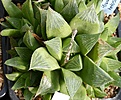 Нажмите на изображение для увеличения.

Название:	Haworthia_retusa_IMG_5668.jpg
Просмотров:	203
Размер:	147.3 Кб
ID:	306596