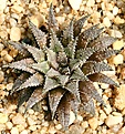 Нажмите на изображение для увеличения.

Название:	Haworthia_schuldtiana_ISI1763_IMG_5615.jpg
Просмотров:	202
Размер:	220.3 Кб
ID:	306597